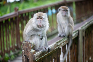 Macaque, Borneo, Malaysia