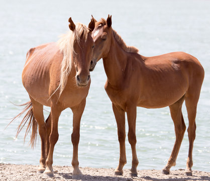 two horses on the nature