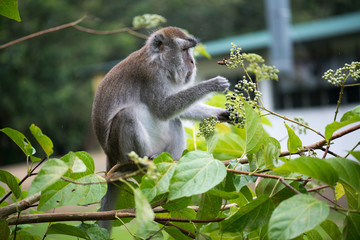 Macaque, Borneo, Malaysia