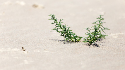 a plant in the sand