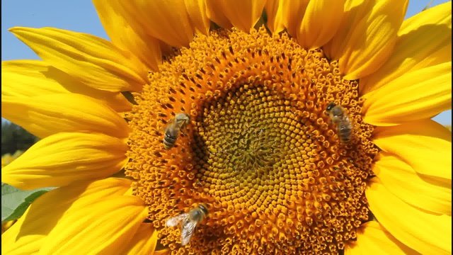 Sunflowers give a lot of nectar and pollen than attract insects.