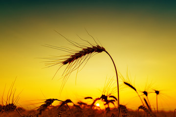sunset on field. silhouette of barley