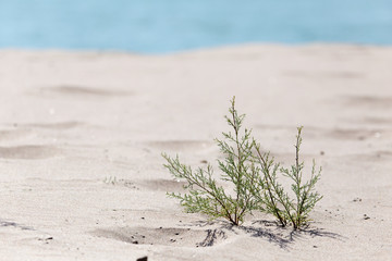 plant in the sand on the shore