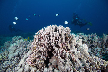 Koralle mit Taucher, Big Island (Hawaii, USA) 