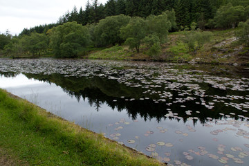 Lillies in reflection