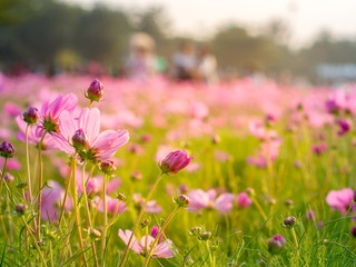 Cosmo flower in the garden
