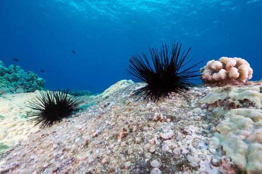 Seeigel Big Island (Hawaii, USA) 