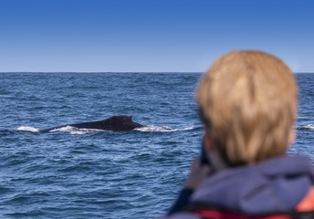Naklejka premium Humpback whale watching off the coast of Knysna, South Africa
