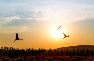 Gün batımında leylekler