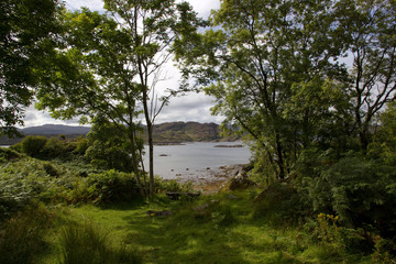 Sea viewthrough the trees