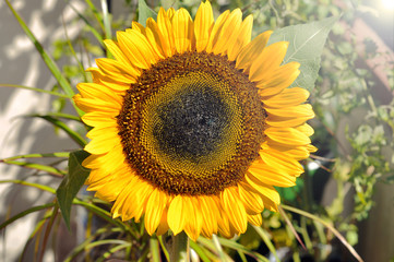 Obraz premium Close-up of a beautiful sunflower