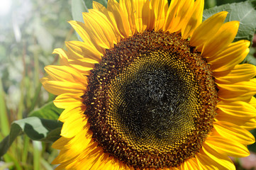 Close-up of a beautiful sunflower