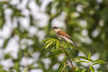 Neuntöter (Lanius collurio)