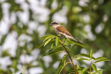 Neuntöter (Lanius collurio)