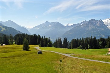 Fototapeta na wymiar Weg durch Alpenwiese im Berner Oberland 