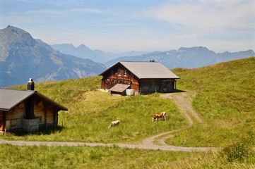 Fototapeta na wymiar Alphütten im Berner Oberland mit Kühen