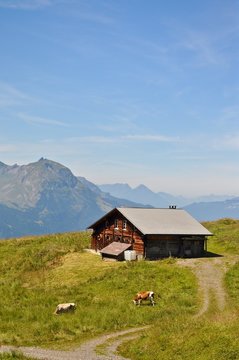 Alph&uuml;tte im Berner Oberland mit K&uuml;hen