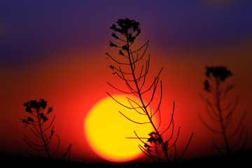 Fototapeta premium wild flower against big sun