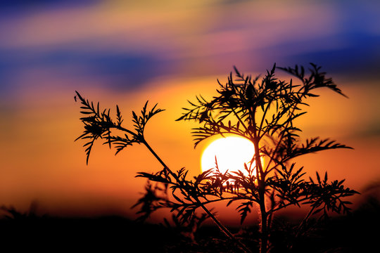 Fototapeta plant against big sun at sunset