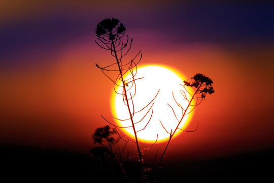 Fototapeta wild flower against big sun