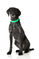 Deutsch Kurzhaar Hündin