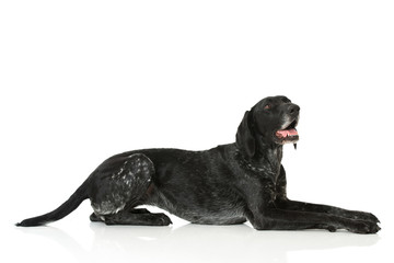 Deutsch Kurzhaar H&uuml;ndin