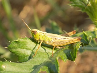 Grasshopper on leaf