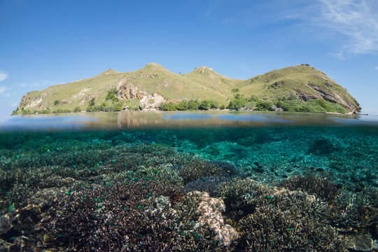 Siaba Kecil, Komodo