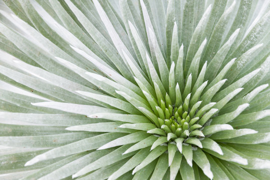 Silversword