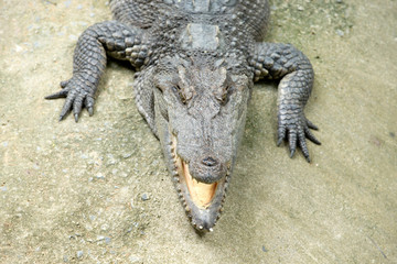 Alligator
