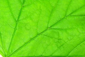Plakat structure of leaf