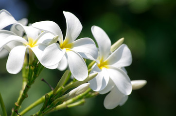 Obraz na płótnie Canvas white plumeria flowers
