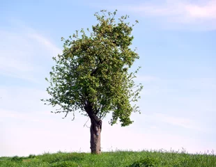 Tafelkleed Auf dem Hügel steht ein Baum. © Oskar