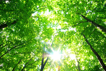 nature