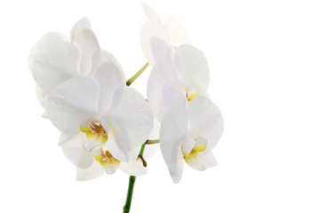 Naklejka na ściany i meble orchids flower