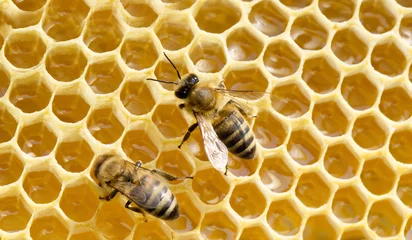 Fotobehang  bees on honeycells © Pakhnyushchyy
