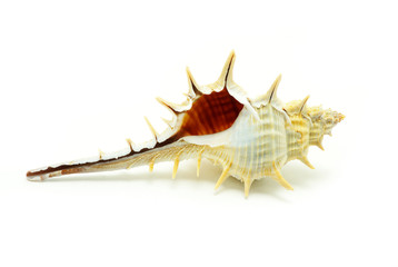shell