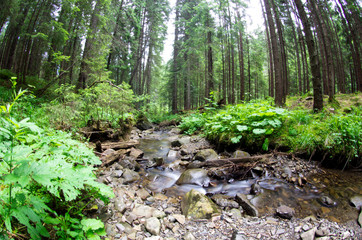 green forest
