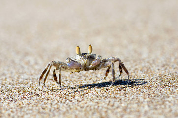 crab