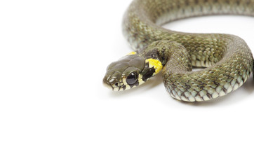 snake
