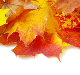 autumn  leafs