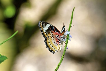 Red Lacewing Butterfly, Fairchild Tropical Botanic Garden