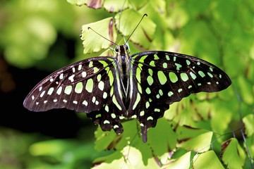 tailed jay butterfly, Graphium agamemnon