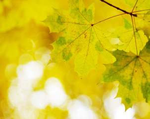 autumn leaves