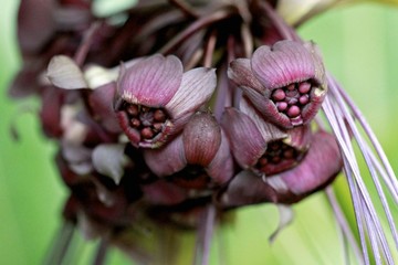 Black Bat Flower blooming at fairchild