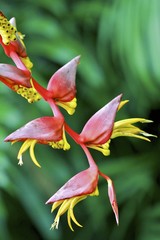 Tropical flower at Fairchild Botanical Gardens