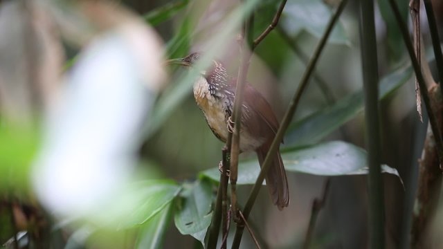 Large Scimitar Babbler (Pomatorhinus hypoleucos) in Thailand