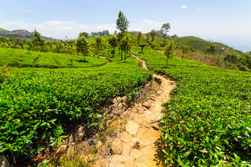 Fototapeta na wymiar Tea plantation green landscape in Sri Lanka