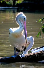 Pelican