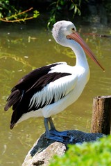 Pelican